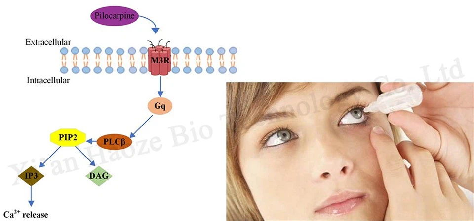 pilocarpine benfits